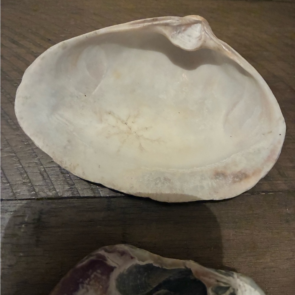 Assorted Seashell Collection - Picture 14 of 16